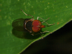 Rhingia caerulescens