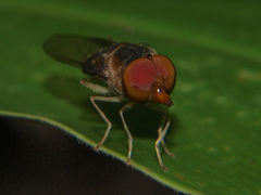 Rhingia caerulescens