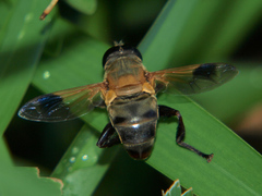 Senaspis dentipes