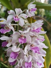 Aerides odorata
