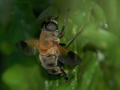 Senaspis dentipes