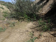 Sisymbrium heteromallum