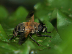 Senaspis dentipes