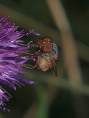Rhingia rostrata