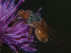 Rhingia rostrata
