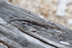 Cryptoblepharus eximius