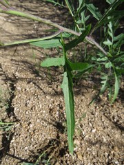 Sisymbrium heteromallum