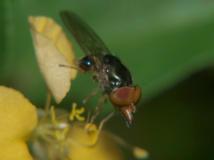 Rhingia caerulescens