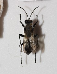 Sphex bilobatus