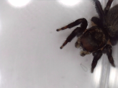 Maratus griseus