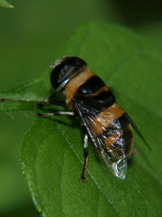 Phytomia curta