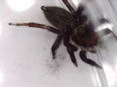 Maratus griseus