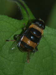 Phytomia curta