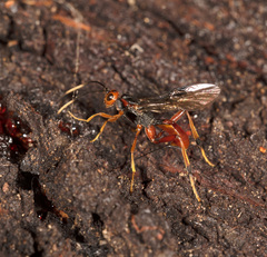 Austrohelcon erythrocephalus