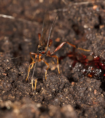 Austrohelcon erythrocephalus