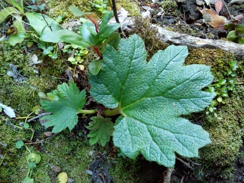 Chilean rhubarb