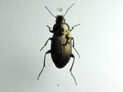 Poecilus cupreus