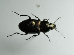 Poecilus cupreus