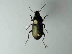 Poecilus cupreus