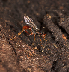 Austrohelcon erythrocephalus