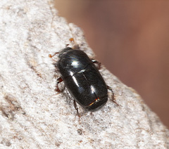 Teretrius