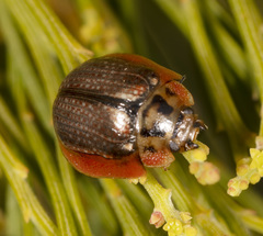 Paropsisterna agricola