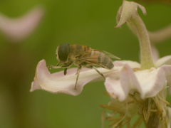 Phytomia incisa