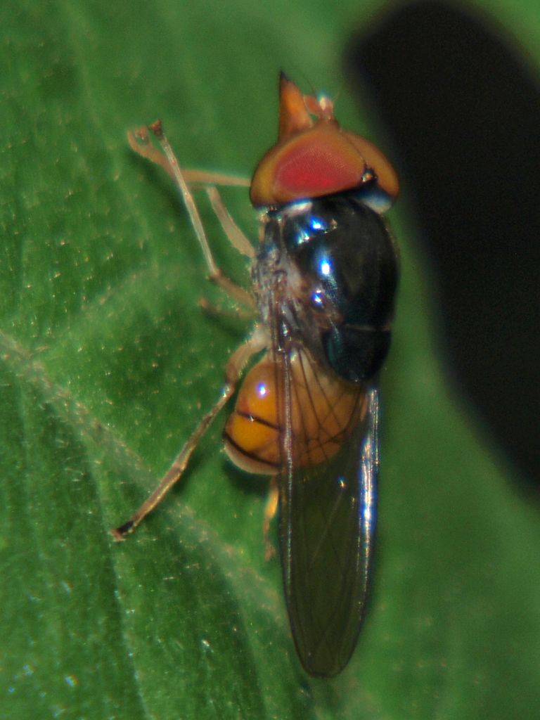 Rhingia semicaerulea