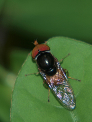 Rhingia semicaerulea