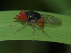Rhingia semicaerulea