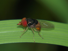 Rhingia semicaerulea