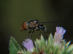 Rhingia cuthbertsoni
