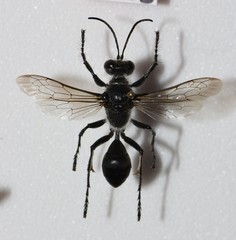 Sphex bilobatus