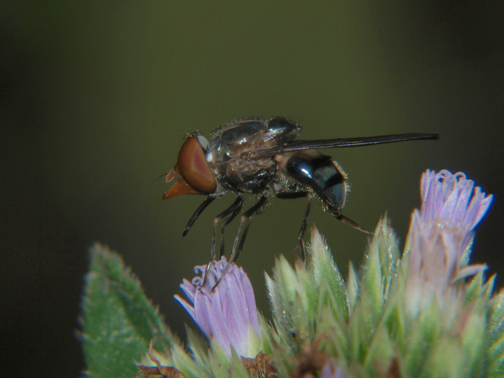 Rhingia cuthbertsoni