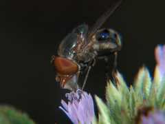 Rhingia cuthbertsoni