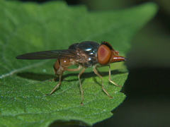 Rhingia semicaerulea