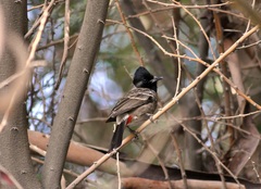 Pycnonotus cafer
