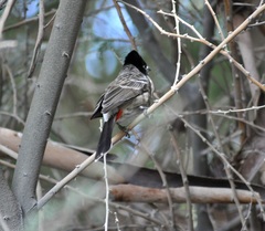 Pycnonotus cafer