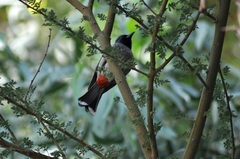 Pycnonotus cafer