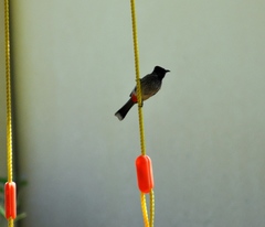 Pycnonotus cafer