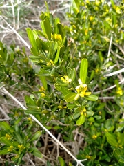Cneorum tricoccon