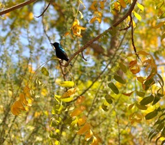Cinnyris asiaticus
