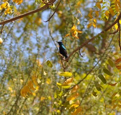 Cinnyris asiaticus