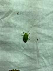 Glaucias subpunctatus