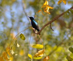 Cinnyris asiaticus