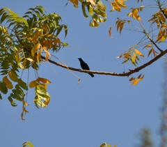 Cinnyris asiaticus
