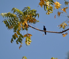 Cinnyris asiaticus