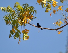 Cinnyris asiaticus