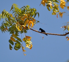 Cinnyris asiaticus