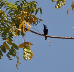 Cinnyris asiaticus